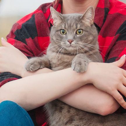 A person in a red checked shirt holds a grey cat in their arms