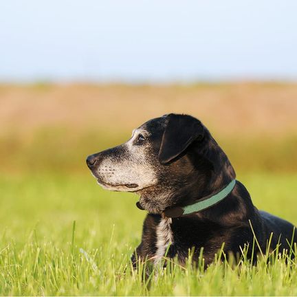 A senior dog resting in the grass