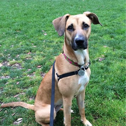 A young dog looks adoringly at the camera